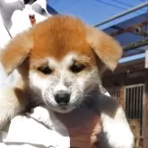 秋田犬【茨城県・女の子・2025年9月7日・赤毛】の写真5