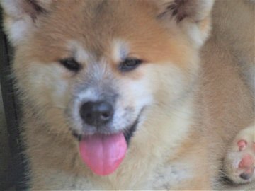 秋田犬【茨城県・女の子・2019年7月5日・赤毛】の写真「色合いのとても良い女の子です。」