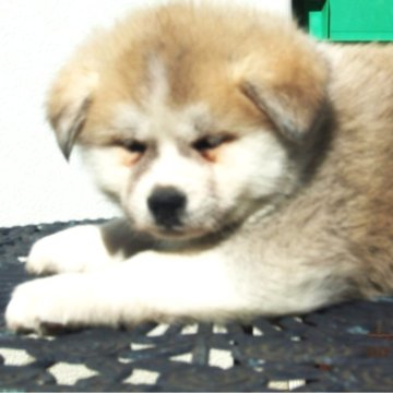 秋田犬【茨城県・女の子・2023年12月31日・赤牝】の写真「おっとり系の女の子です。」