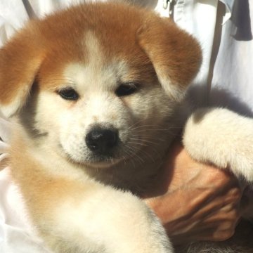 秋田犬【茨城県・男の子・2024年7月19日・赤毛】の写真「イケメンボーイ」