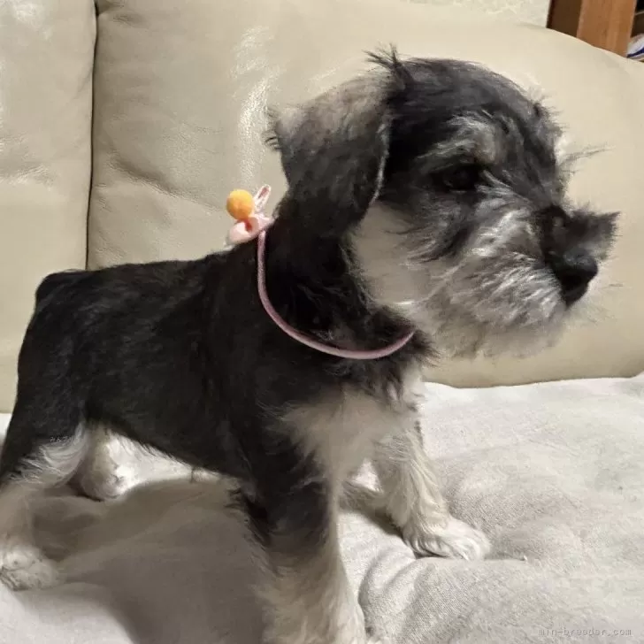 A.H 様のお迎えした子犬