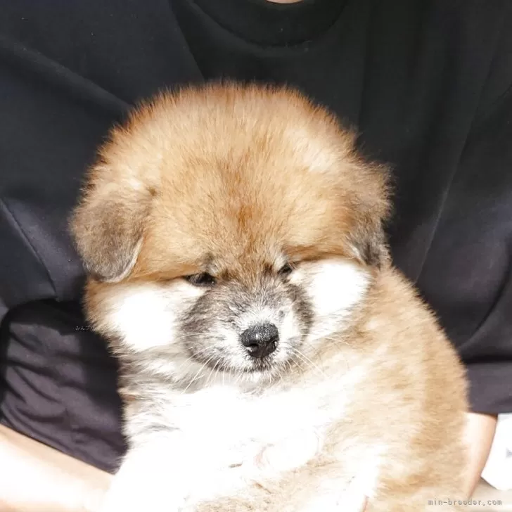 秋田犬【宮城県・男の子・2025年8月23日・赤】の写真1
