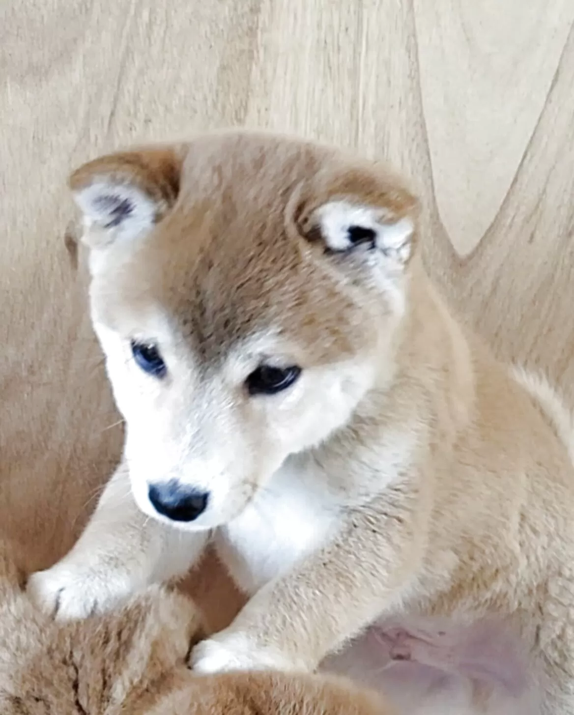 ID:2506-01894の子犬