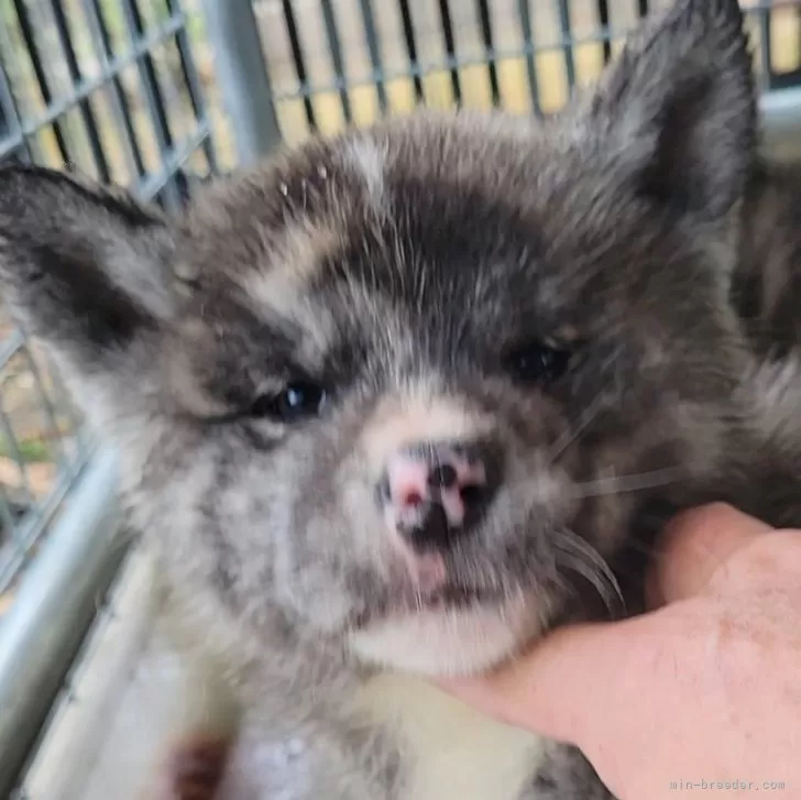 ID：2412-04527の子犬