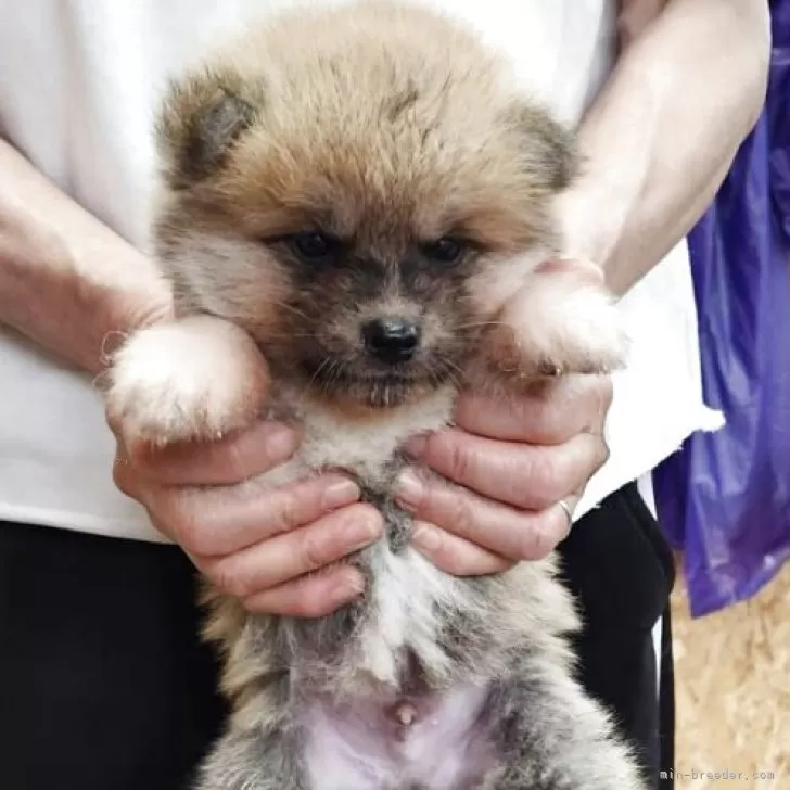 秋田犬【宮城県・男の子・2025年5月14日・赤】の写真1