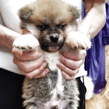 秋田犬【宮城県・男の子・2025年5月14日・赤】の写真「可愛い赤毛」