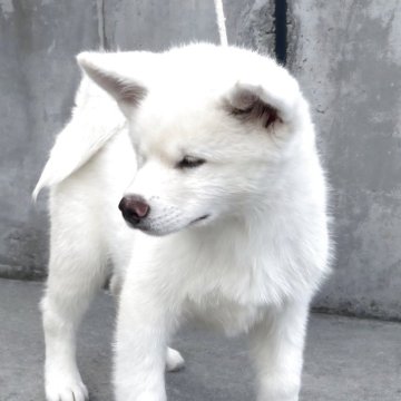 秋田犬【宮城県・男の子・2025年6月29日・白】の写真「イケメンの白オス!」