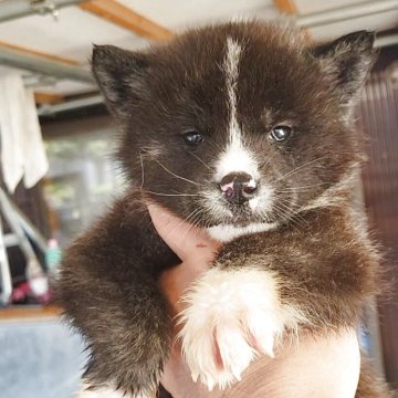 秋田犬【宮城県・女の子・2025年10月22日・虎】の写真「可愛い虎メス」