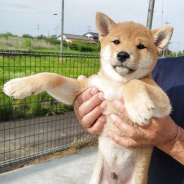 柴犬(標準サイズ)【宮城県・男の子・2025年4月3日・赤】の写真「両親豆芝です、」
