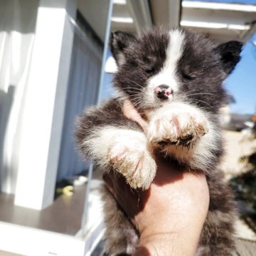 秋田犬【宮城県・男の子・2025年10月25日・虎】の写真「可愛い虎オス」