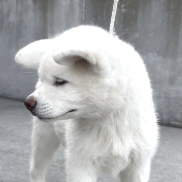 秋田犬【宮城県・男の子・2025年6月29日・白】の写真「イケメンの白オス」