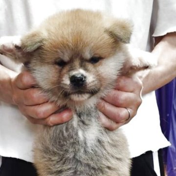秋田犬【宮城県・女の子・2025年5月14日・赤】の写真「可愛い赤毛の仔犬」