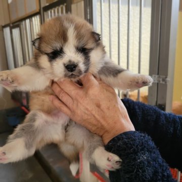 秋田犬【宮城県・男の子・2024年12月20日・赤、長毛】の写真「可愛い長毛」