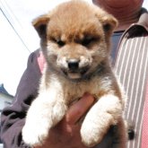 柴犬(標準サイズ)