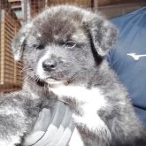 秋田犬
