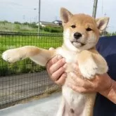 柴犬(標準サイズ)