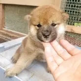 柴犬(標準サイズ)