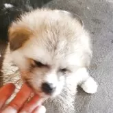 秋田犬