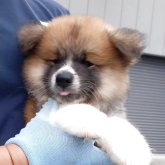 秋田犬
