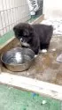 秋田犬【宮城県・男の子・2025年4月3日・虎】の写真2