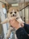 秋田犬【宮城県・女の子・2024年12月20日・赤】の写真2
