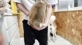 秋田犬【宮城県・男の子・2025年5月14日・赤】の写真3