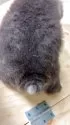 秋田犬【宮城県・男の子・2025年4月3日・虎】の写真3