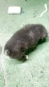 秋田犬【宮城県・男の子・2025年4月3日・虎】の写真4
