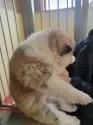 秋田犬【宮城県・女の子・2024年12月20日・赤】の写真5