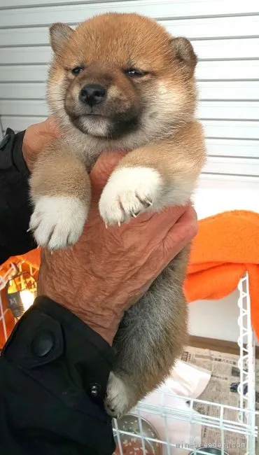 ID:2011-01040の子犬