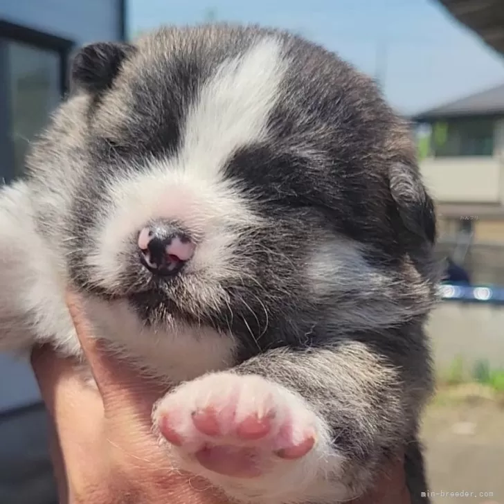 ID：2405-02336の子犬