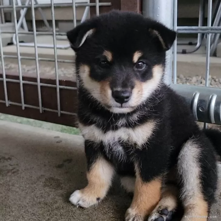 ID:2407-08328の子犬