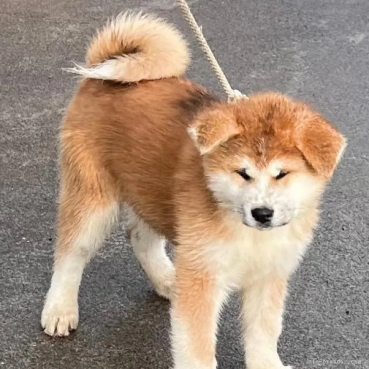 ID:2211-02381の子犬