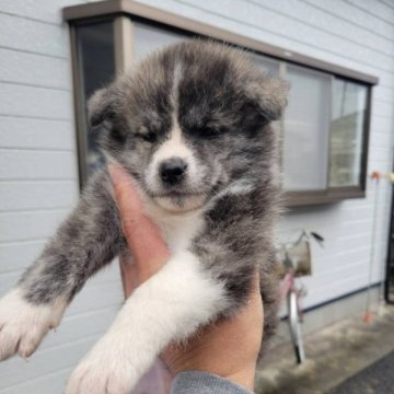 秋田犬【宮城県・女の子・2023年8月28日・虎】の写真「可愛い虎」