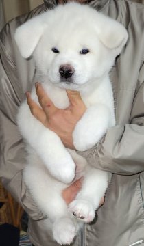 秋田犬【宮城県・男の子・2022年1月26日・白】の写真「可愛い白牡」