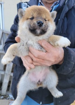 柴犬(標準サイズ)【宮城県・女の子・2021年12月12日・赤】の写真「可愛く元気です」