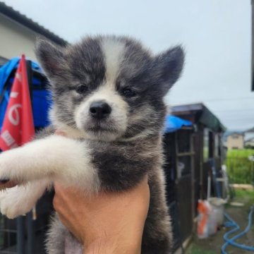 秋田犬【宮城県・男の子・2023年8月4日・虎】の写真「可愛い虎」