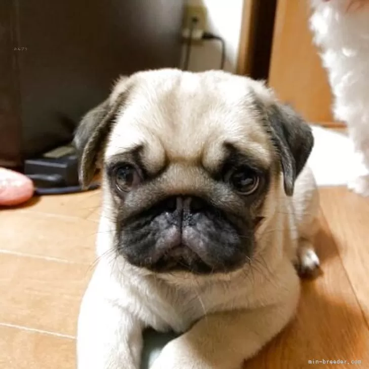 ID:2507-04014の子犬