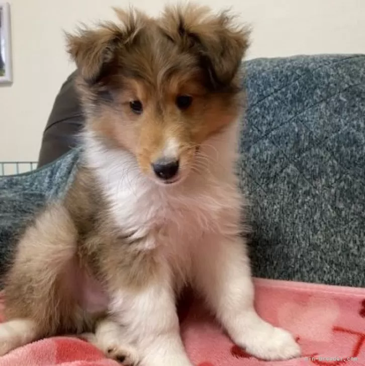 ID:2502-05456の子犬