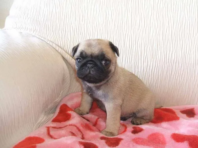 ID：1404-01095の子犬