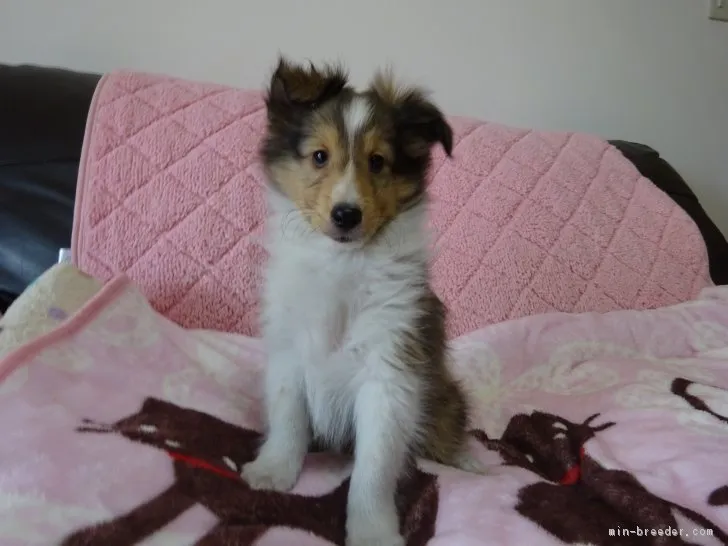 ID:1702-00876の子犬
