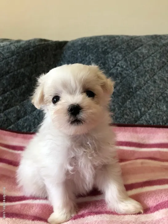 ID：2103-01884の子犬