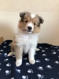 ID：1807-01788の子犬