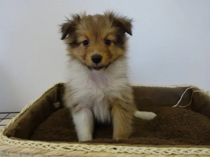 ID:1704-00712の子犬