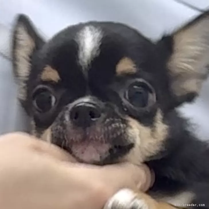 ID：2503-04294の子犬