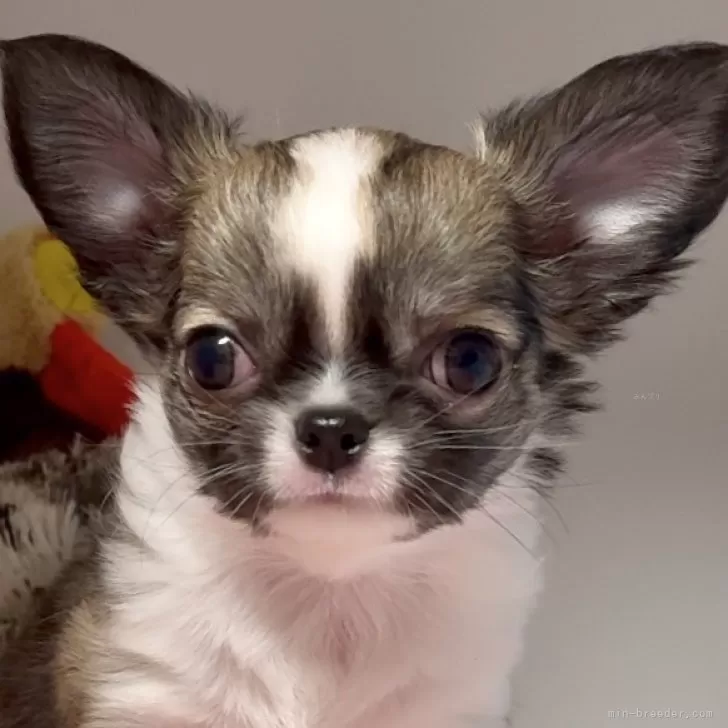ID:2501-04650の子犬