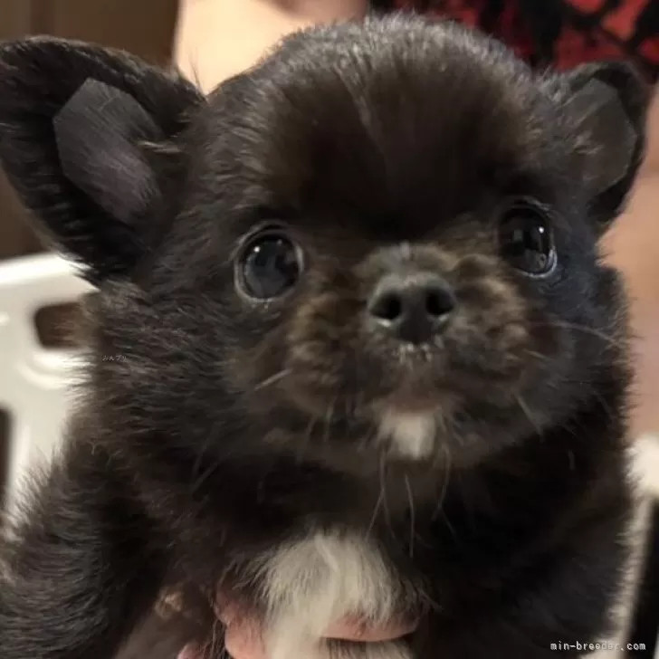 ID:2509-02750の子犬