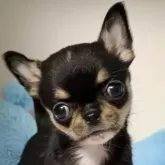 チワワ(スムース)