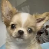 チワワ(ロング)