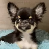 チワワ(ロング)